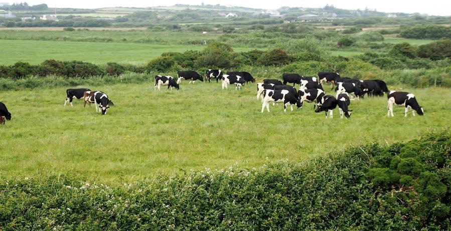 Bealaha House Bed & Breakfast Doonbeg Dış mekan fotoğraf